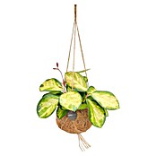 Piardino Wachsblume Kokodama (Hoya carnosa, Topfgröße: 12 cm) | BAUHAUS