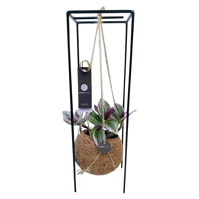 Piardino Zebrakraut Indurstrial Ampel - Tradescantia in Sorten, Topfgröße: 12 cm, Grün-silber-violett - Hängepflanze Kokedama mit einem Kokosfaserball und bunten Blättern, aufgehängt an einem schwarzen Metallgestell.