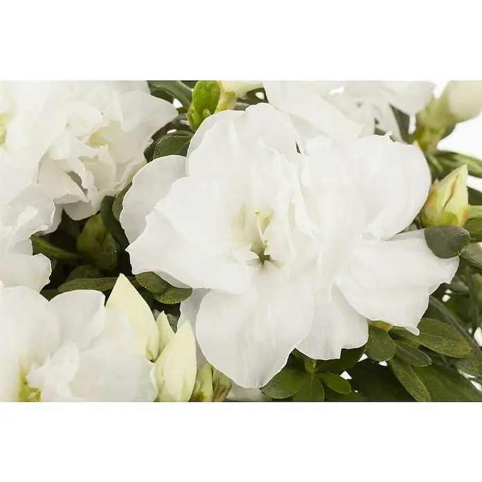 Piardino Zimmerazalee verschiedene Sorten - Rhododendron simsii, Topfgröße: 13 cm, Rosa/Rot/Weiß - Nahaufnahme einer weißen Azalee mit zarten Blütenblättern und grünen Blättern. Die elegante Blume strahlt Reinheit und Schönheit aus.