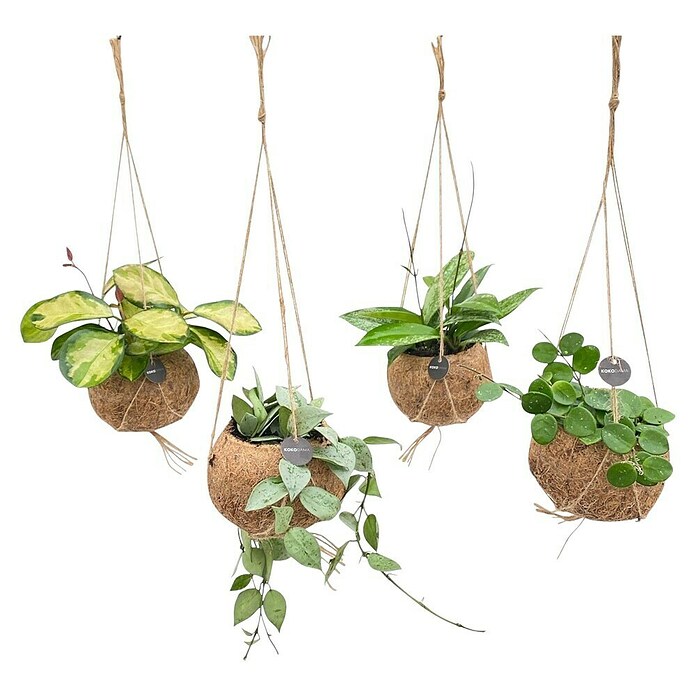 Piardino Wachsblume Kokodama (Hoya carnosa, Topfgröße: 12 cm) | BAUHAUS