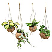 Piardino Wachsblume Kokodama (Hoya carnosa, Topfgröße: 12 cm) | BAUHAUS