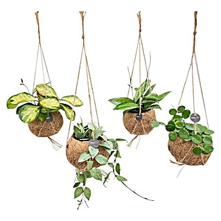 Piardino Wachsblume Kokodama (Hoya carnosa, Topfgröße: 12 cm)