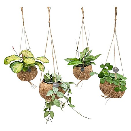 Piardino Wachsblume Kokodama (Hoya carnosa, Topfgröße: 12 cm)
