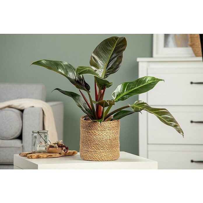Piardino Baumfreund (Philodendron 'Imperial Red, Topfgröße: 19 cm) | BAUHAUS