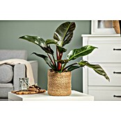 Piardino Baumfreund (Philodendron 'Imperial Red, Topfgröße: 19 cm) | BAUHAUS
