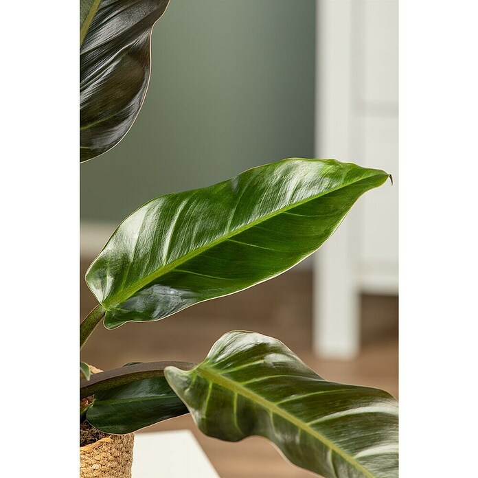 Piardino Baumfreund (Philodendron 'Imperial Red, Topfgröße: 19 cm) | BAUHAUS