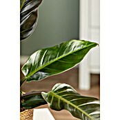 Piardino Baumfreund (Philodendron 'Imperial Red, Topfgröße: 19 cm) | BAUHAUS