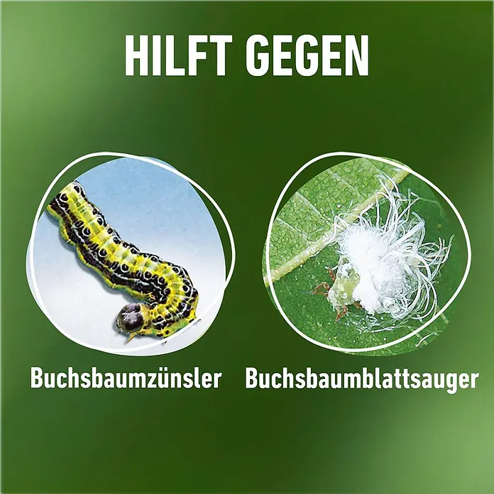 Compo Insektenschutzmittel Buchsbaumzünsler K.O. - 50 ml - Bild von Produkten, die gegen Buchsbaumzünsler und Buchsbaumblattsauger helfen. Das Bild zeigt die Schädlingsbefälle.