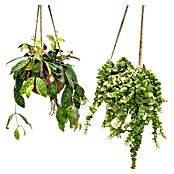 Piardino Schamblume Kokodama (Aeschynanthus marmortus, Topfgröße: 15 cm) | BAUHAUS