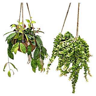 Piardino Schamblume Kokodama (Aeschynanthus marmortus, Topfgröße: 15 cm)