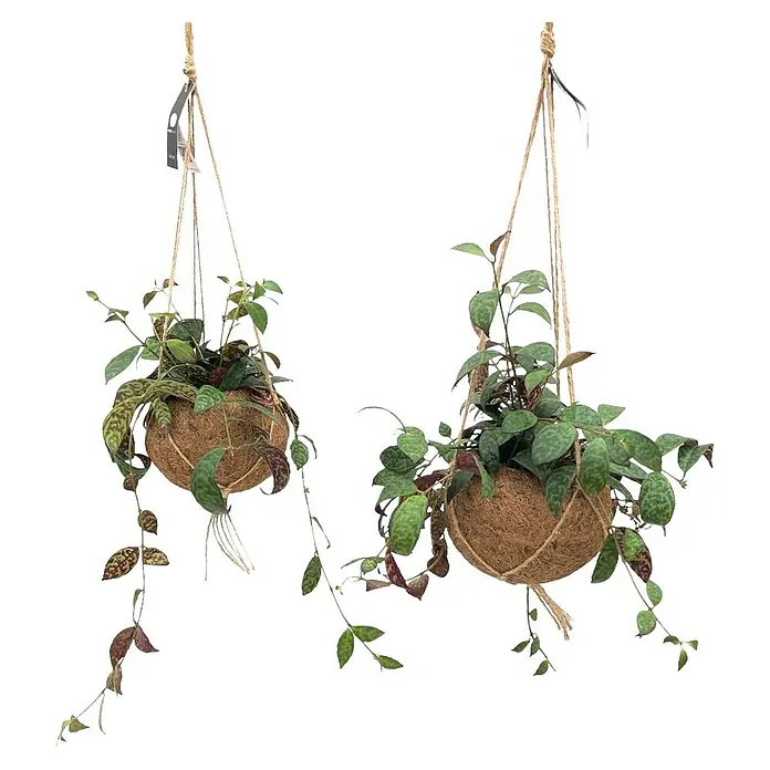 Piardino Schamblume Kokodama - Aeschynanthus marmortus, Topfgröße: 15 cm - Zwei Hängepflanzen mit grünen Blättern in Kokosnussschalen an einem weißen Regal.