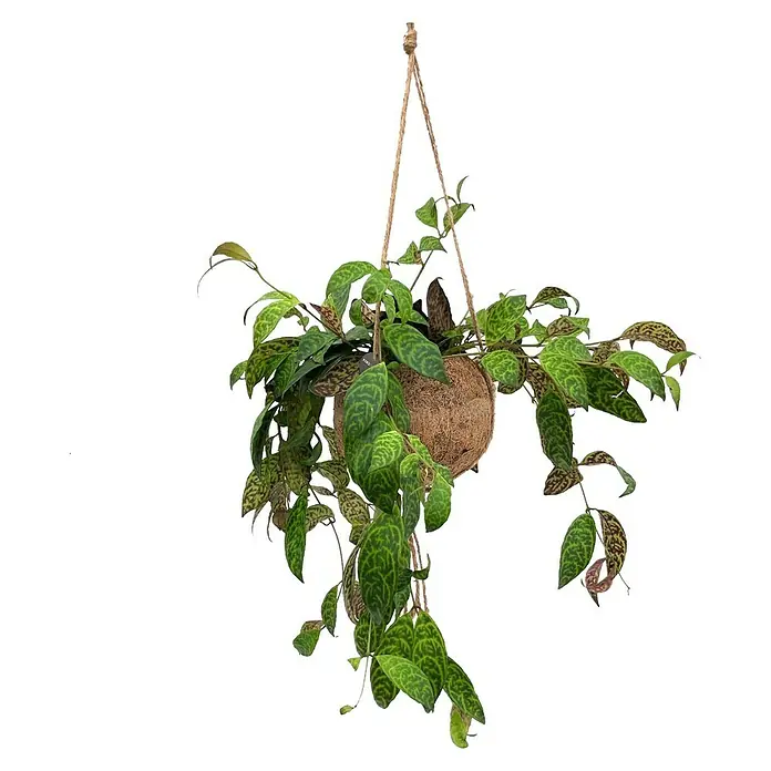 Piardino Schamblume Kokodama - Aeschynanthus marmortus, Topfgröße: 15 cm - Eine Zimmerpflanze in einem Kokosnusstopf hängt an Seilen, mit länglichen, gesprenkelten Blättern, die eine natürliche und dekorative Note verleihen.