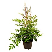 Piardino Japanische Prachtspiere (Astilbe japonica, Topfgröße: 17 cm)