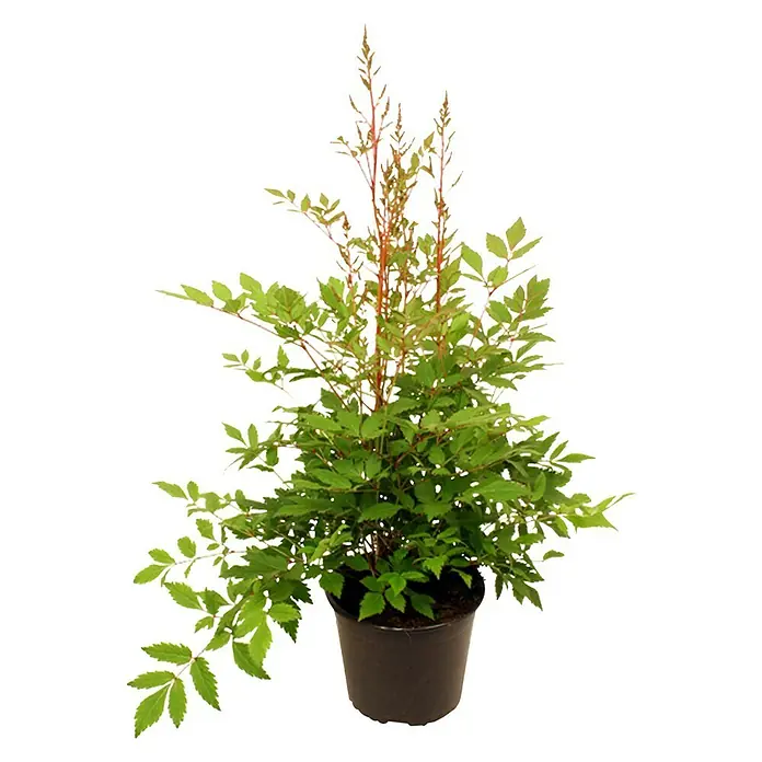 Piardino Japanische Prachtspiere - Astilbe japonica, Topfgröße: 17 cm - Ein Topf mit Zwerg-Fiederspiere 'Sem' in einem schwarzen Topf. Die Pflanze hat grüne Blätter und rötliche Stiele.