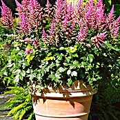 Piardino Japanische Prachtspiere (Astilbe japonica, Topfgröße: 17 cm)