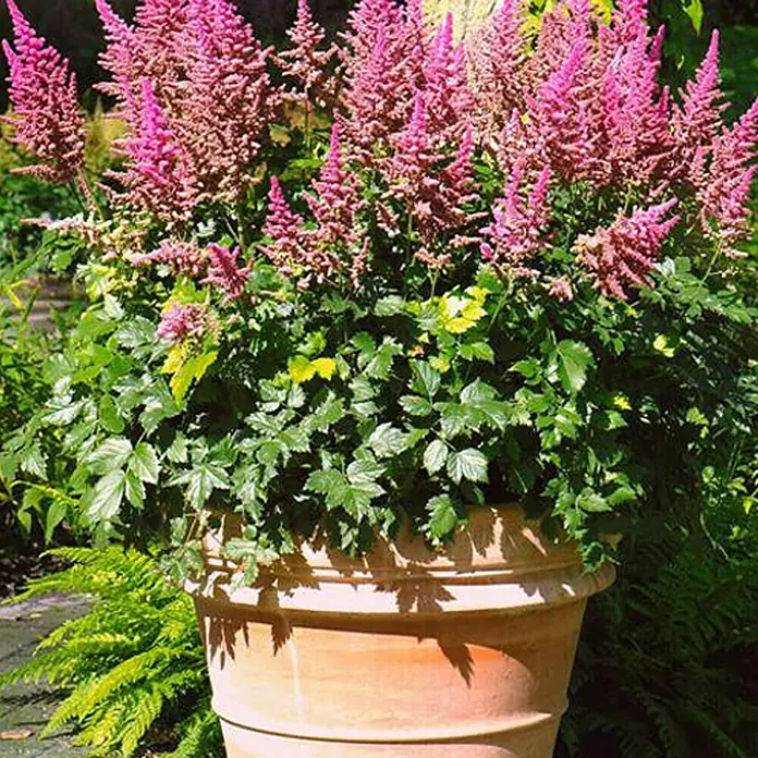 Piardino Japanische Prachtspiere - Astilbe japonica, Topfgröße: 17 cm - Üppiger Astilben 'Burgundy Red' in einem Terrakottatopf, ideal für Garten und Terrasse.