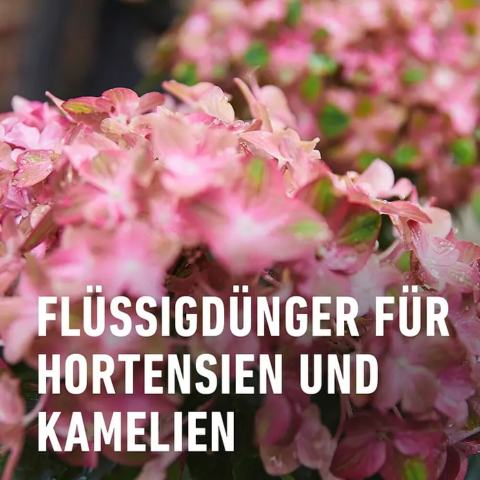 Compo Hortensiendünger - 1 l - Flüssigdünger für Hortensien und Kamelien: Eine Nahaufnahme von rosa Hortensienblüten, die mit Flüssigdünger behandelt wurden, um das Wachstum zu fördern.