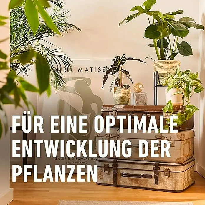 Compo Kakteendünger - 250 ml - Zimmerpflanzen auf Koffern für eine optimale Entwicklung. Dekorative Gestaltungsidee mit Pflanzen und Vintage-Koffern.