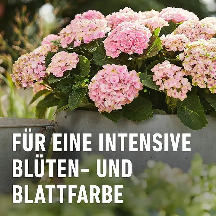 Compo Hortensiendünger - 1 l - Intensive Blüten- und Blattfarbe mit der rosa Hortensie in einem Zinktopf für den Garten.