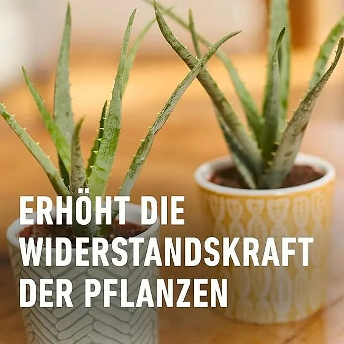 Compo Kakteendünger - 250 ml - Zwei Aloe-Vera-Pflanzen in dekorativen Töpfen. Erhöht die Widerstandskraft der Pflanzen und sorgt für ein gesundes Wachstum.