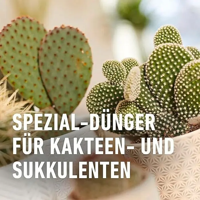 Compo Kakteendünger - 250 ml - Spezialdünger für Kakteen und Sukkulenten. Der Dünger fördert das Wachstum und die Gesundheit von Kakteen und Sukkulenten.