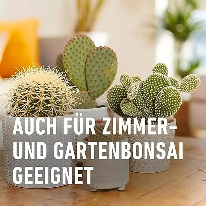 Compo Kakteendünger - 250 ml - Verschiedene Kakteen in dekorativen Töpfen, ideal für Zimmer- und Gartenbonsai.