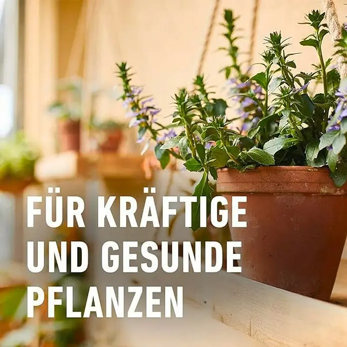 thuja stamm Thuja plicata 'Excelsa' auf Stamm main image 0
