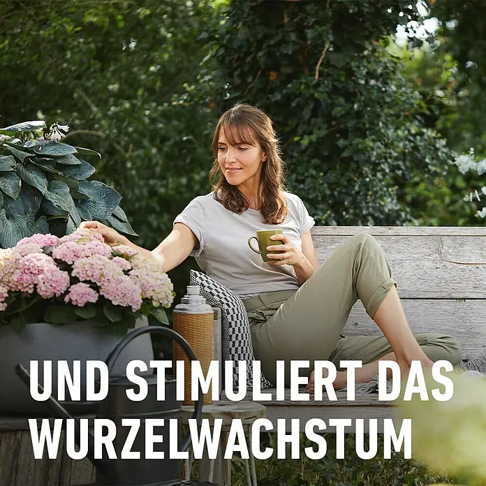 Compo Hortensiendünger - 1 l - Frau sitzt auf einer Bank mit einer Tasse und betrachtet die rosa Hortensien in einem Topf, die das Wurzelwachstum stimulieren.