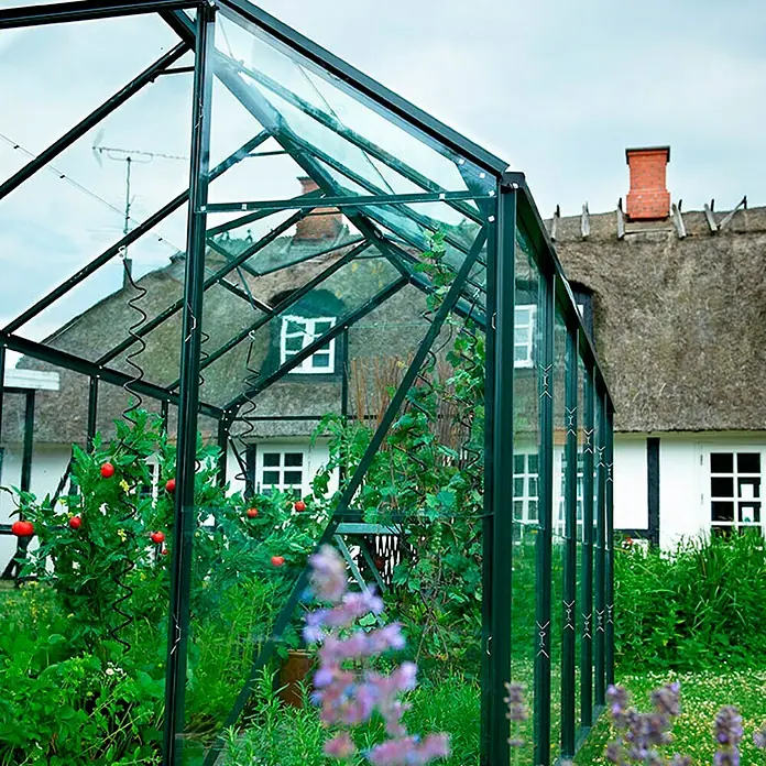 Halls Gewächshaus Popular 66 - Außenmaß inkl. Dachüberstand (B x T): 193 x 195 cm, Material Seitenwand: Glas, 3 mm, Grün - Gewächshaus mit Tomatenpflanzen und Blick auf ein Haus mit Reetdach, ideal für den Garten.