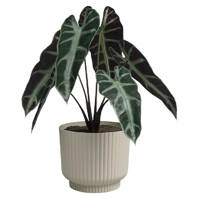 Artevasi Übertopf rund Miami Wavy - Außenmaß (Ø x H): 12,5 x 10,5 cm, Kunststoff, Cream, Matt - Zimmerpflanze Alocasia in einem weißen Topf mit geriffelter Textur, die die Schönheit der Pflanze und die Eleganz des Topfes hervorhebt.