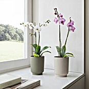 Artevasi Übertopf rund Miami Wavy Orchid (Außenmaß (Ø x H): 12,7 x 15,8 cm, Kunststoff, Light Pink, Matt) | BAUHAUS