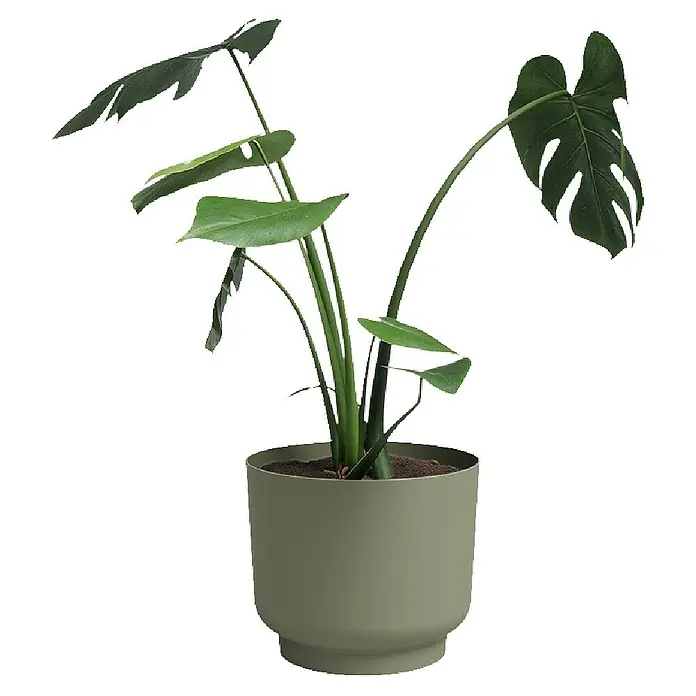 Artevasi Übertopf rund Miami - Außenmaß (Ø x H): 12,5 x 10,5 cm, Kunststoff, Grün, Matt - Zimmerpflanze in einem grünen Topf. Die Monstera-Pflanze mit ihren charakteristischen Blättern steht in einem passenden olivgrünen Topf.