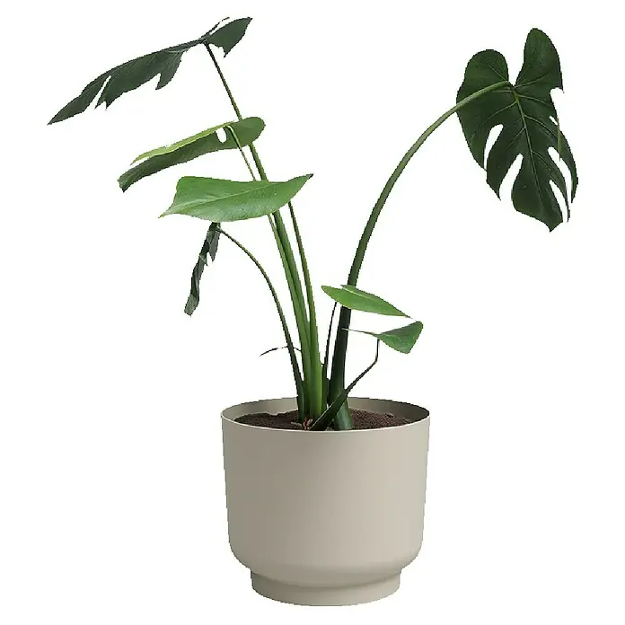 Artevasi Übertopf rund Miami - Außenmaß (Ø x H): 12,5 x 10,5 cm, Kunststoff, Creme, Matt - Zimmerpflanze Monstera deliciosa in einem cremefarbenen Topf. Die Pflanze hat große grüne Blätter und steht vor einem schwarzen Hintergrund.