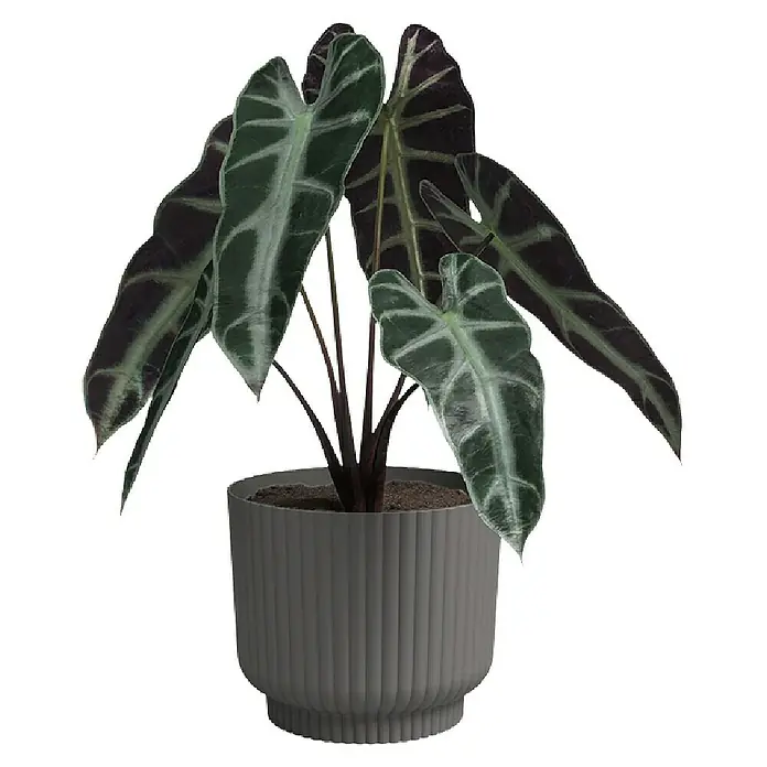 Artevasi Übertopf rund Miami Wavy - Außenmaß (Ø x H): 15,4 x 13 cm, Kunststoff, Anthrazit, Matt - Die Zimmerpflanze Alocasia Frydek mit ihren markanten Blättern in einem modernen, gerillten Topf ist ein eleganter Blickfang für jeden Raum.