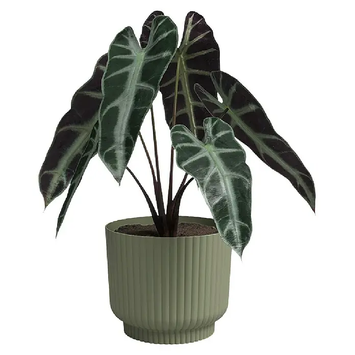 Artevasi Übertopf rund Miami Wavy - Außenmaß (Ø x H): 12,5 x 10,5 cm, Kunststoff, Grün, Matt - Elegante Alocasia-Pflanze in einem stilvollen, gerippten Übertopf. Die dunklen Blätter mit hellen Adern sind ein echter Hingucker.
