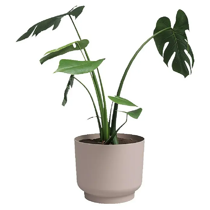 Artevasi Übertopf rund Miami - Außenmaß (Ø x H): 15,4 x 13 cm, Kunststoff, Light Pink, Matt - Zimmerpflanze Monstera deliciosa in einem beigefarbenen Topf, die das natürliche Ambiente unterstreicht. Stilvolle Dekoration für ein gemütliches Zuhause.