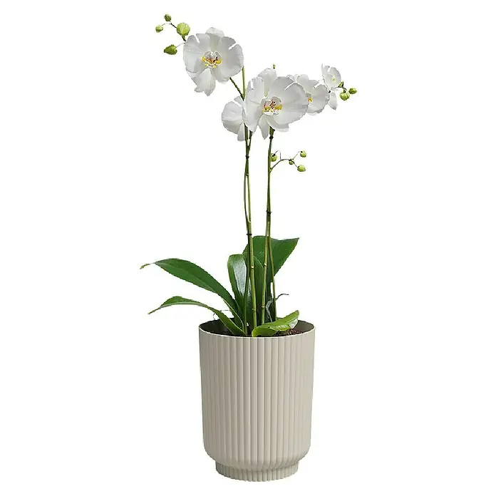 Artevasi Übertopf rund Miami Wavy Orchid - Außenmaß (Ø x H): 12,7 x 15,8 cm, Kunststoff, Creme, Matt - Elegante weiße Orchidee in einem gerippten Topf. Die Orchidee ist ein Blickfang und verleiht jedem Raum eine elegante Note.