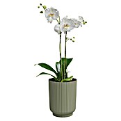 Artevasi Übertopf rund Miami Wavy Orchid (Außenmaß (Ø x H): 12,7 x 15,8 cm, Kunststoff, Grün, Matt) | BAUHAUS