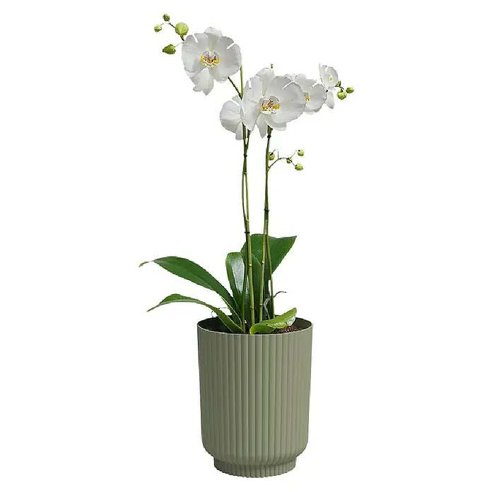 Artevasi Übertopf rund Miami Wavy Orchid - Außenmaß (Ø x H): 12,7 x 15,8 cm, Kunststoff, Grün, Matt - Elegante weiße Orchidee in einem stilvollen, gerippten Übertopf, eine perfekte Dekoration für jeden Raum.