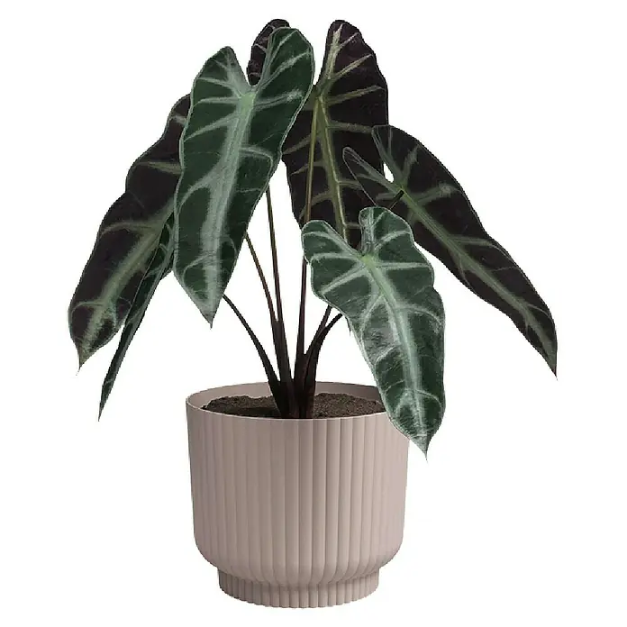 Artevasi Übertopf rund Miami Wavy - Außenmaß (Ø x H): 15,4 x 13 cm, Kunststoff, Light Pink, Matt - Zimmerpflanze Alocasia im gerippten Topf. Die dunkelgrünen Blätter mit hellen Adern bilden einen schönen Kontrast zum zartrosa Topf.