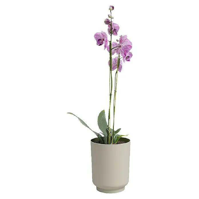 Artevasi Übertopf Miami Orchid - Außenmaß (Ø x H): 12,7 x 15,8 cm, Kunststoff, Creme, Matt - Elegante Topfpflanze mit zarten, lila Orchideenblüten und grünen Blättern, die eine ruhige und stilvolle Atmosphäre verbreitet.