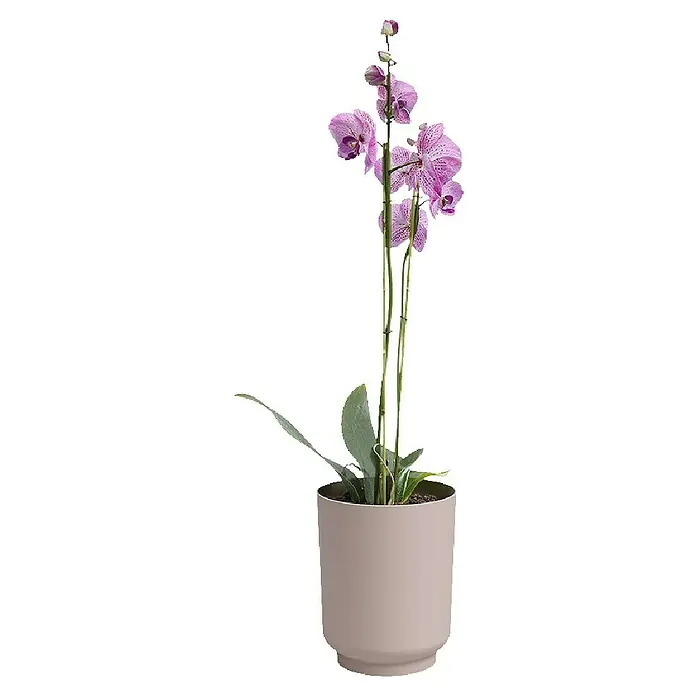 Artevasi Übertopf Miami Orchid - Außenmaß (Ø x H): 12,7 x 15,8 cm, Kunststoff, Light Pink, Matt - Nahaufnahme einer eleganten Topf-Orchidee mit zarten, lila Blüten und üppigen grünen Blättern in einem schlichten, beigen Übertopf.
