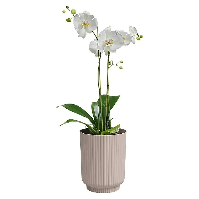 Artevasi Übertopf rund Miami Wavy Orchid - Außenmaß (Ø x H): 12,7 x 15,8 cm, Kunststoff, Light Pink, Matt - Elegante weiße Orchidee in einem gerippten Topf. Die perfekte Dekoration für Ihr Zuhause oder Büro, die eine ruhige und stilvolle Atmosphäre schafft.