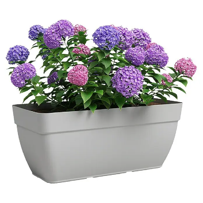 Artevasi Capri Campana Balkonkasten - Außenmaß (L x B x H): 79 x 37 x 33,5 cm, Kunststoff, Grau, Matt - Eine elegante, längliche Pflanzbox in Grau, gefüllt mit einer üppigen Ansammlung von Hortensien in verschiedenen Lila- und Rosatönen.
