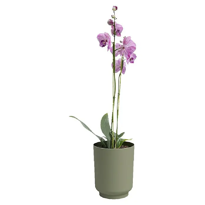 Artevasi Übertopf Miami Orchid - Außenmaß (Ø x H): 12,7 x 15,8 cm, Kunststoff, Grün, Matt - Elegante Orchidee in einem dezenten Topf. Die zarten, lila Blüten verleihen jedem Raum eine besondere Note und bringen natürliche Schönheit ins Haus.