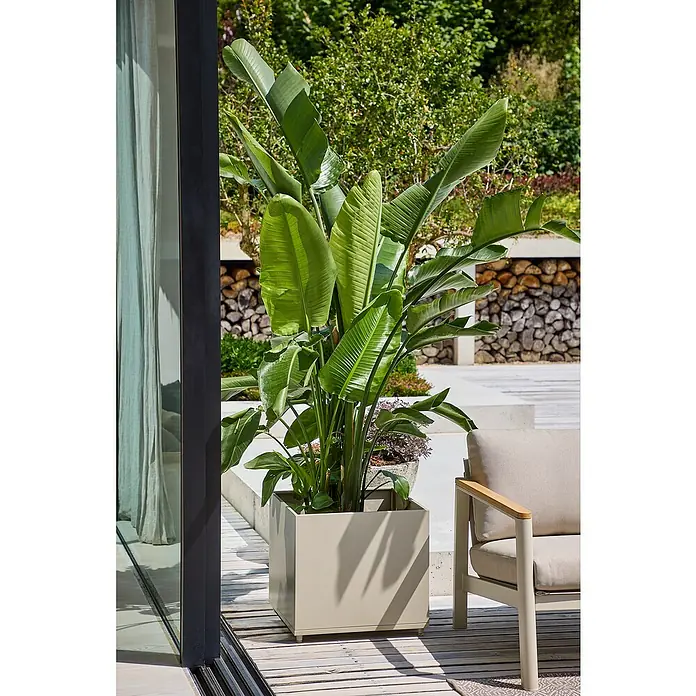 Sunfun Lumar Pflanzkübel eckig - Außenmaß (L x B x H): 50 x 50 x 45 cm, Stahl, Light-Greige - Ein großer, moderner Pflanzkübel in Beige mit einer üppigen Strelitzie im Freien, neben einem Sessel und einer Glasschiebetür.