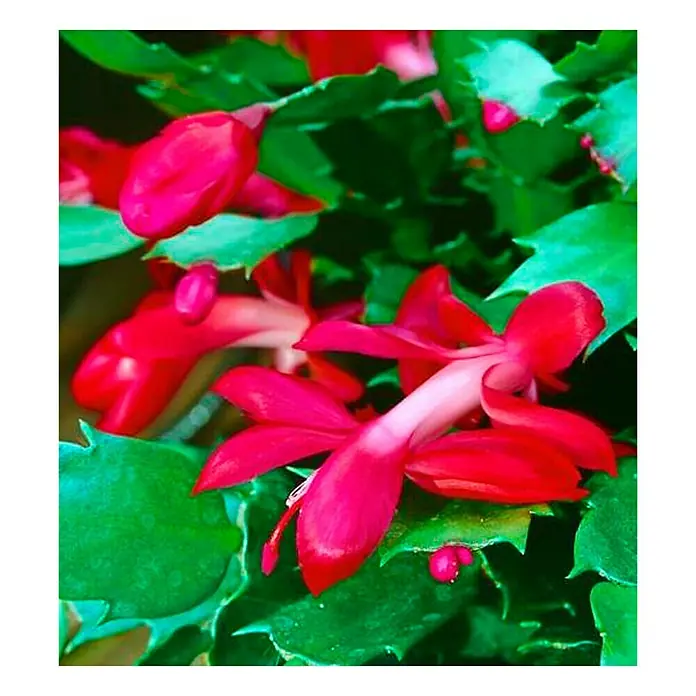 Piardino WeihnachtskaktusSchlumbergera bridgesii, Topfgröße: 12 cm, Rot - Nahaufnahme einer Gruppe von leuchtend roten Weihnachtskaktusblüten mit grünen Blättern.