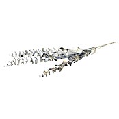 Okrasna vejica Evkaliptus  (Srebrna, Plastika, 85 cm) | 8496 - Weihnachten Deko | IDDP - Weihnachten | IDD - Trendy | ID - Trendy | I - Stadtgarten | BAUHAUS