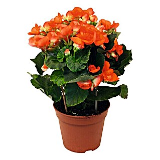 Piardino Begonie (Begonia elatior, Topfgröße: 14 cm, Orange)
