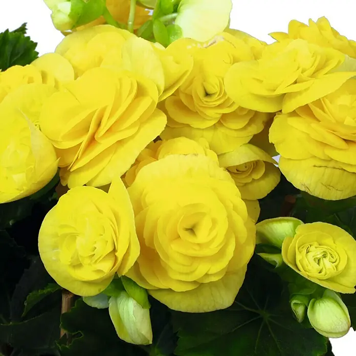 Piardino BegonieBegonia elatior, Topfgröße: 14 cm, Gelb - Nahaufnahme einer üppigen gelben Begonie, die mit ihren vollen Blüten und frischen grünen Blättern die Schönheit der Natur zeigt.